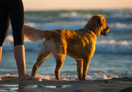 Perché i cani scodinzolano così tanto